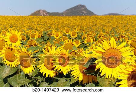 Sunflowers field? Learza? estate Near Estella, Navarre, Spain View Large Photo Image Stock Photo - Sunflowers field? Learza? estate Near Estella, Navarre, Spain. Fotosearch