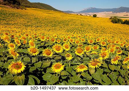 Stock Photo - Sunflowers field? Learza? estate Near Estella, Navarre, Spain. Fotosearch