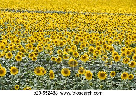 Stock Photo - Sunflowers field.? Learza? estate. Near Estella, Navarre, Spain. Fotosearch