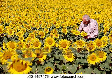 Sunflowers field? Learza? estate Near Estella, Navarre, Spain View Large Photo Image Stock Photograph - Sunflowers field? Learza? estate Near Estella, Navarre, Spain. Fotosearch