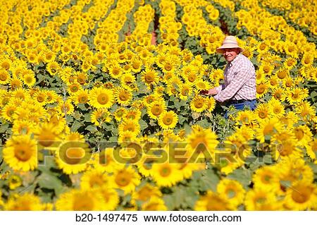 Sunflowers field? Learza? estate Near Estella, Navarre, Spain View Large Photo Image Stock Photography - Sunflowers field? Learza? estate Near Estella, Navarre, Spain. Fotosearch