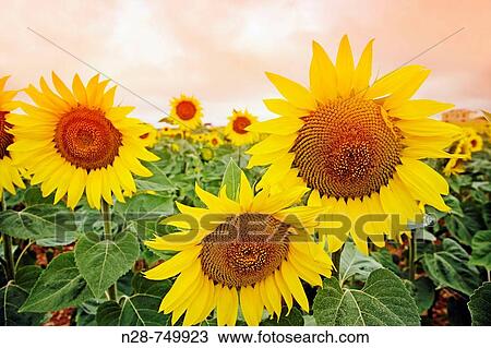 Sunflowers field. Malaga province, Andalucia, Spain View Large Photo Image Stock Image - Sunflowers field. Malaga province, Andalucia, Spain. Fotosearch