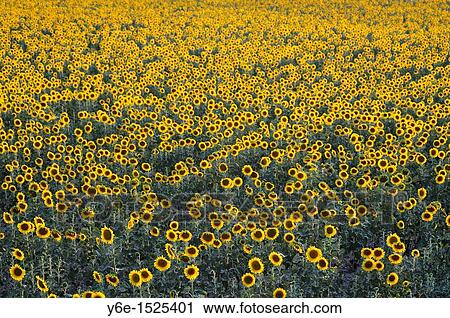 Sunflowers field N? 2 View Large Photo Image Stock Image - Sunflowers field N? 2. Fotosearch