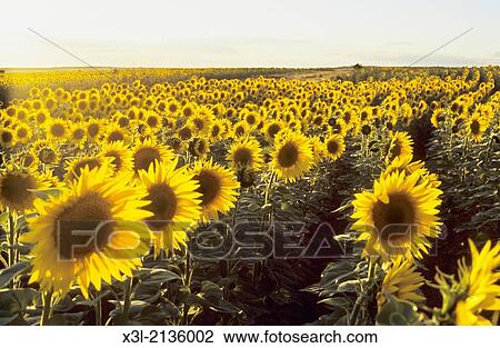 Sunflowers field. Urueas. Segovia. Castilla Leon. Spain. View Large Photo Image Stock Image - Sunflowers field. Urueas. Segovia. Castilla Leon. Spain.. Fotosearch