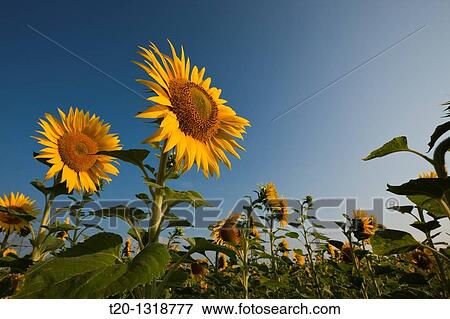 Sunflowers, Helianthus annuus, Munich, Bavaria, Germany View Large Photo Image Stock Photo - Sunflowers, Helianthus annuus, Munich, Bavaria, Germany. Fotosearch