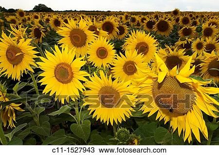 Sunflowers in field, East Sussex, England, UK, Europe View Large Photo Image Stock Image - Sunflowers in field, East Sussex, England, UK, Europe. Fotosearch