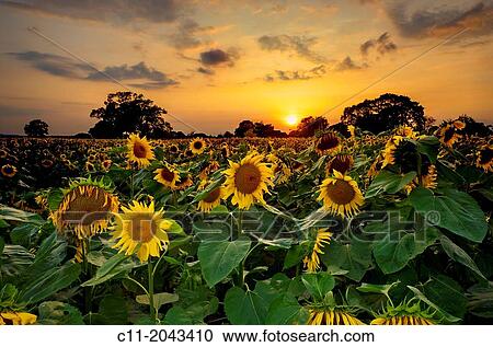 sunflowers in field, East Sussex, England, UK, Europe. View Large Photo Image Stock Image - sunflowers in field, East Sussex, England, UK, Europe.. Fotosearch