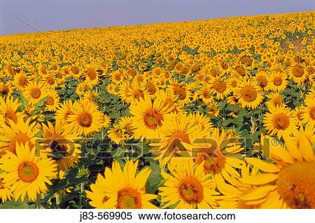 Sunflowers. Provence, France. View Large Photo Image Stock Photography - Sunflowers. Provence, France.. Fotosearch