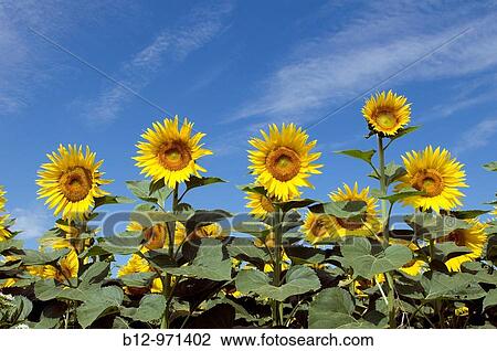 Sunflowers View Large Photo Image Stock Image - Sunflowers. Fotosearch
