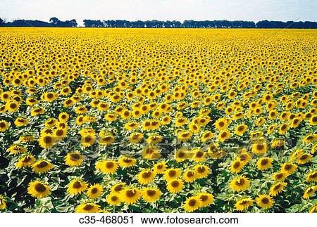 Stock Image - Sunflowers.. Fotosearch