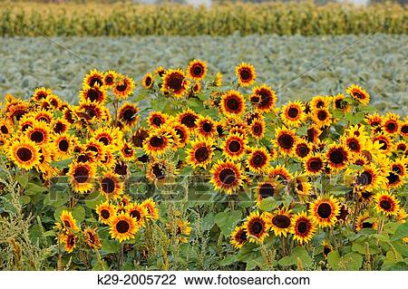 Sunflowers under cultivation, East Saanich, British Columbia, Canada. View Large Photo Image Stock Image - Sunflowers under cultivation, East Saanich, British Columbia, Canada.. Fotosearch