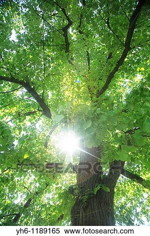 Sunlight coming through lime tree, Switzerland, Canton Baselland, Bottmingen View Large Photo Image Stock Photography - Sunlight coming through lime tree, Switzerland, Canton Baselland, Bottmingen. Fotosearch