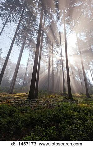 Stock Image - Sunlight filtering through fir trees and early morning mist in spring, Lower Saxony, Germany. Fotosearch