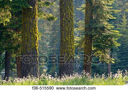Sunlight on wildflowers and grass in mixed Conifer Forest at Dorst Creek, Sequoia National Park, California View Large Photo Image Stock Image - Sunlight on wildflowers and grass in mixed Conifer Forest at Dorst Creek, Sequoia National Park, California. Fotosearch