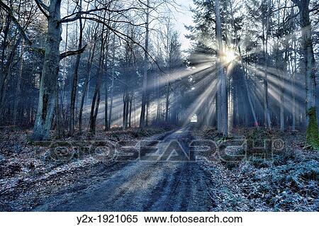 Sunlight pouring through treees at For? t de Bizy, near Vernon, Eure, Haute-Normandie, France View Large Photo Image Stock Photography - Sunlight pouring through treees at For? t de Bizy, near Vernon, Eure, Haute-Normandie, France. Fotosearch
