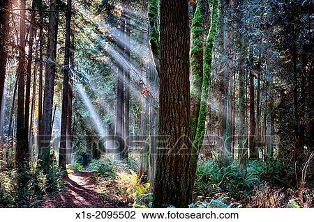 Stock Image - Sunlight splits into streams of light in a forest along the Hansville, Washington, Greenway Trail.. Fotosearch