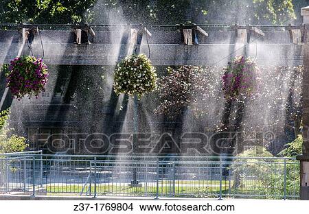 Sunlight streams through floral baskets hanging from an arbor on a patio, Ontario, Canada A sprinkler system creates a surreal back-lit effect as water spray cools off the hot day View Large Photo Image Picture - Sunlight streams through floral baskets hanging from an arbor on a patio, Ontario, Canada A sprinkler system creates a surreal back-lit effect as water spray cools off the hot day. Fotosearch