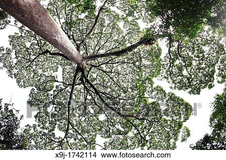 Sunlight through tree canopy, borneo View Large Photo Image Picture - Sunlight through tree canopy, borneo. Fotosearch