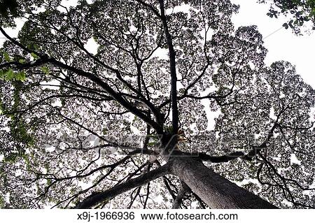 Sunlight through tree canopy, borneo View Large Photo Image Stock Photograph - Sunlight through tree canopy, borneo. Fotosearch
