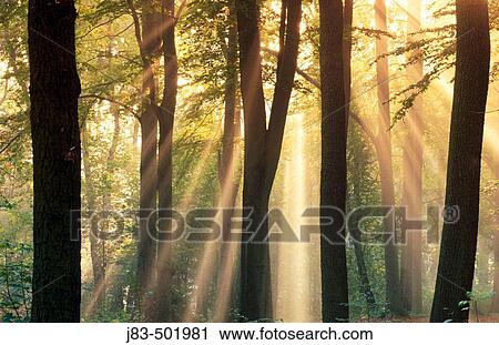 Sunrays shining through forest. Saxony, Germany View Large Photo Image Stock Image - Sunrays shining through forest. Saxony, Germany. Fotosearch