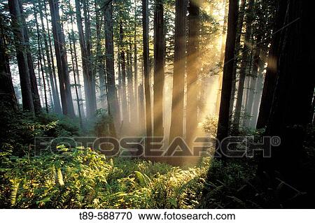 Sunrays shining through forest. Redwoods National Park. California. USA View Large Photo Image Stock Image - Sunrays shining through forest. Redwoods National Park. California. USA. Fotosearch