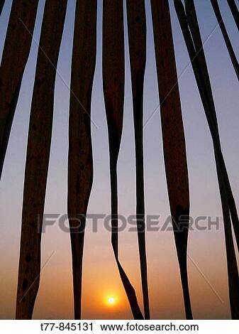 Sunrise against palm fronds View Large Photo Image Stock Image - Sunrise against palm fronds. Fotosearch