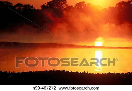 Stock Image - Sunrise and morning fog. Riverine Forest. Cuiaba river. Pantanal near Porto Joffre. Mato Grosso. Brazil.. Fotosearch