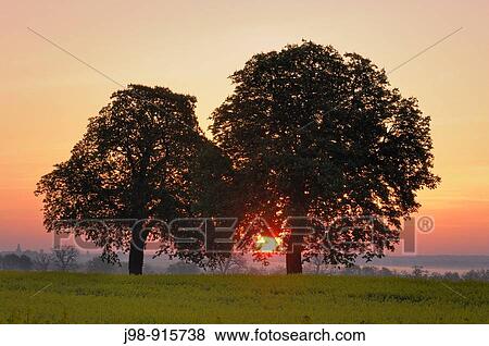 Sunrise behind trees, Mecklenburg-Western Pomerania, Germany View Large Photo Image Stock Photo - Sunrise behind trees, Mecklenburg-Western Pomerania, Germany. Fotosearch