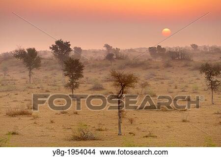 Sunrise in Thar desert near Jaisalmer, Rajasthan, India. View Large Photo Image Picture - Sunrise in Thar desert near Jaisalmer, Rajasthan, India.. Fotosearch