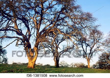Sunrise light on oak trees, in the foothills near Plymouth, Amador County, California View Large Photo Image Stock Photo - Sunrise light on oak trees, in the foothills near Plymouth, Amador County, California. Fotosearch