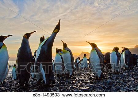 Sunrise on king penguin Aptenodytes patagonicus breeding and nesting colony at Salisbury Plains in the Bay of Isles, South Georgia, Southern Ocean View Large Photo Image Stock Image - Sunrise on king penguin Aptenodytes patagonicus breeding and nesting colony at Salisbury Plains in the Bay of Isles, South Georgia, Southern Ocean. Fotosearch