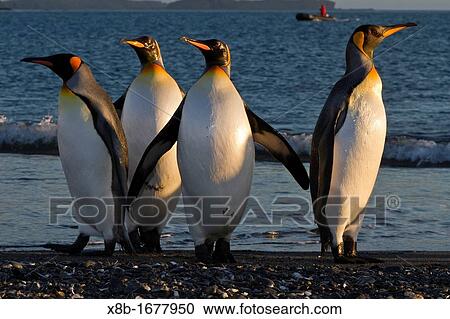 Sunrise on king penguins Aptenodytes patagonicus returning to nesting and breeding colony at Salisbury Plain on South Georgia Island, Southern Ocean View Large Photo Image Stock Image - Sunrise on king penguins Aptenodytes patagonicus returning to nesting and breeding colony at Salisbury Plain on South Georgia Island, Southern Ocean. Fotosearch