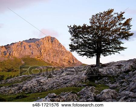 Sunrise on Mount Gorbea Natural Park. Vizcaya. Basque Country. Spain. Europe. View Large Photo Image Stock Photograph - Sunrise on Mount Gorbea Natural Park. Vizcaya. Basque Country. Spain. Europe.. Fotosearch