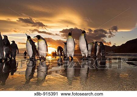 Sunrise on the king penguin Aptenodytes patagonicus breeding and nesting colonies at St Andrews Bay on South Georgia Island, Southern Ocean View Large Photo Image Stock Image - Sunrise on the king penguin Aptenodytes patagonicus breeding and nesting colonies at St Andrews Bay on South Georgia Island, Southern Ocean. Fotosearch