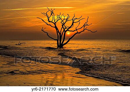 Stock Image - Sunrise over Boneyard Beach at Botany Bay, Edisto Island, South Carolina. Due to natural beach erosion the coastal forest is slowly being swallowed by the Atlantic Ocean.. Fotosearch