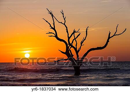 Sunrise over Boneyard Beach on Bulls Island, South Carolina Bulls Island is a Sea Island 3 miles off the mainland and part of the Cape Romain National Wildlife Refuge View Large Photo Image Picture - Sunrise over Boneyard Beach on Bulls Island, South Carolina Bulls Island is a Sea Island 3 miles off the mainland and part of the Cape Romain National Wildlife Refuge. Fotosearch