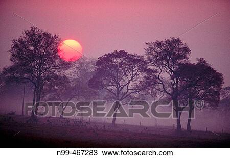 Sunrise over dry pasture and rose trumpet trees. Pantanal near Pocone. Mato Grosso. Brazil. View Large Photo Image Stock Image - Sunrise over dry pasture and rose trumpet trees. Pantanal near Pocone. Mato Grosso. Brazil.. Fotosearch