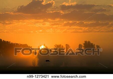 Sunrise over river valley, flying White Stork, poplars, Ebrach, Franconia, Bavaria, Germany View Large Photo Image Stock Image - Sunrise over river valley, flying White Stork, poplars, Ebrach, Franconia, Bavaria, Germany. Fotosearch