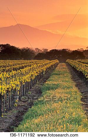 Sunrise over vineyard in spring along Refugio Road, near Santa Ynez, Santa Barbara County, California View Large Photo Image Stock Image - Sunrise over vineyard in spring along Refugio Road, near Santa Ynez, Santa Barbara County, California. Fotosearch