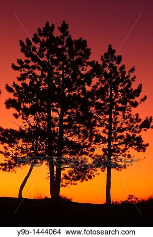Sunrise sky silhouettes pines near Sunrise Point, Bryce Canyon National Park, Utah, USA View Large Photo Image Picture - Sunrise sky silhouettes pines near Sunrise Point, Bryce Canyon National Park, Utah, USA. Fotosearch