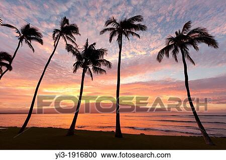 Sunrise through the palms at Ma? alaea, Maui, Hawaii View Large Photo Image Stock Image - Sunrise through the palms at Ma? alaea, Maui, Hawaii. Fotosearch