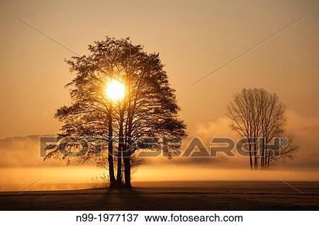 Sunrise, trees in the morning fog, Regnitz valley, Franconia, Bavaria, Germany. View Large Photo Image Stock Photo - Sunrise, trees in the morning fog, Regnitz valley, Franconia, Bavaria, Germany.. Fotosearch