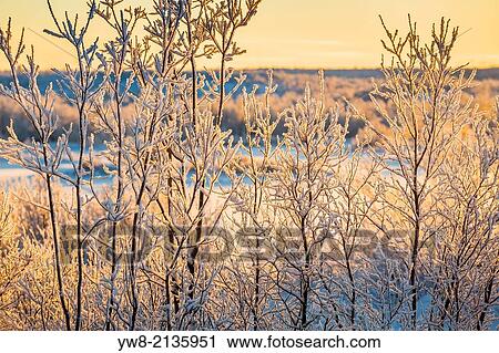 Sunset and trees in the frozen landscape, cold temperatures as low as -47 celsius, Lapland, Sweden. View Large Photo Image Stock Image - Sunset and trees in the frozen landscape, cold temperatures as low as -47 celsius, Lapland, Sweden.. Fotosearch