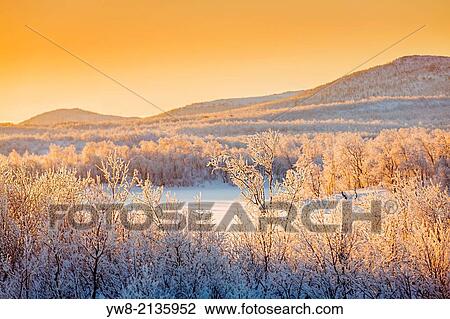 Sunset and trees in the frozen landscape, cold temperatures as low as -47 celsius, Lapland, Sweden. View Large Photo Image Stock Image - Sunset and trees in the frozen landscape, cold temperatures as low as -47 celsius, Lapland, Sweden.. Fotosearch