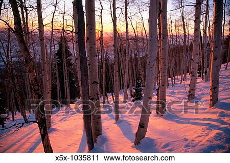 Stock Image - Sunset bathes a snowy aspen forest with pink light near Steamboat Springs, Colorado, USA. Fotosearch