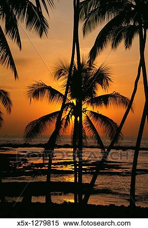 Sunset behind palm trees at Kahalu? u beach, Big Island, Hawaii, USA View Large Photo Image Stock Photography - Sunset behind palm trees at Kahalu? u beach, Big Island, Hawaii, USA. Fotosearch