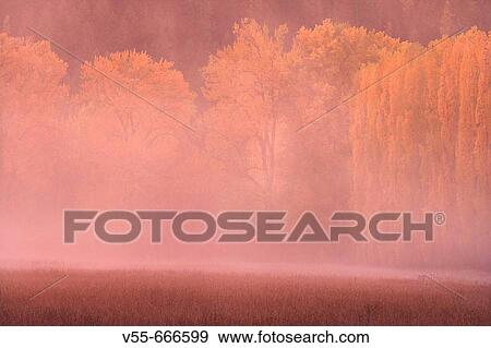 Sunset in fog with autumn trees and pasture along. Coeur d? Alene River. Idaho. USA. View Large Photo Image Stock Photo - Sunset in fog with autumn trees and pasture along. Coeur d? Alene River. Idaho. USA.. Fotosearch