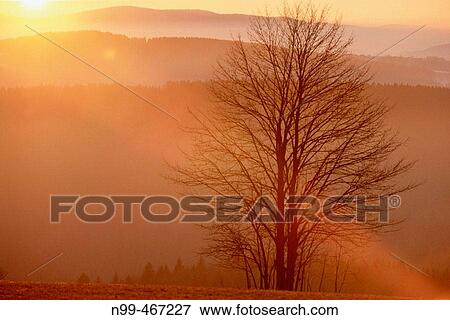 Sunset in the Bavarian forest. Leafless beech in autumn. Sun rays, level lines of the wooded mountains in the foreground. Light before sunrise, near Grafenau. National Park Bavarian Forest. Germany. View Large Photo Image Stock Photo - Sunset in the Bavarian forest. Leafless beech in autumn. Sun rays, level lines of the wooded mountains in the foreground. Light before sunrise, near Grafenau. National Park Bavarian Forest. Germany.. Fotosearch