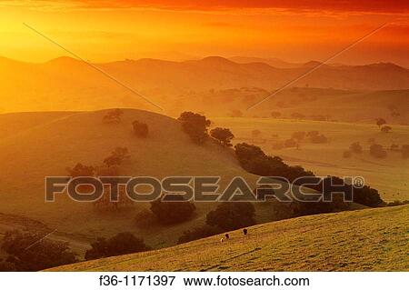 Stock Photo - Sunset in the hills near Los Olivos, Santa Barbara County, California. Fotosearch