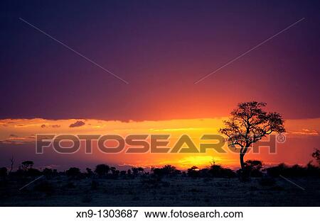 Sunset in the Kruger National Park, South Africa View Large Photo Image Stock Photo - Sunset in the Kruger National Park, South Africa. Fotosearch
